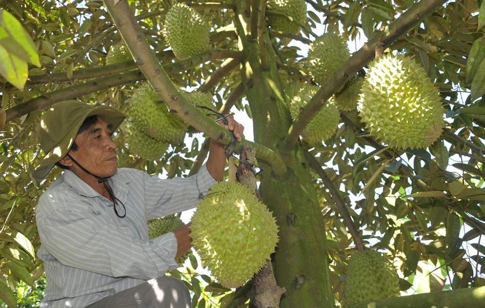 Sầu riêng Ngũ Hiệp